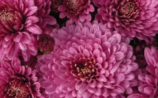 Кавказька Полонянка