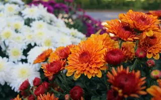 Карпатська Рапсодія