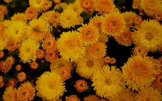 Осіннє Рандеву