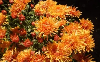 Осіння Мелодія