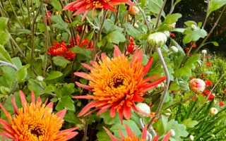 Перстень Королеви