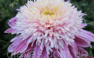 Принцеса Діана