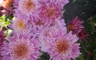 Ранковий Міраж