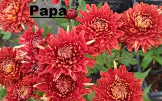 Рара