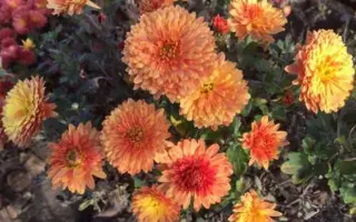 Скіфське золото