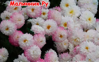Сніжинка