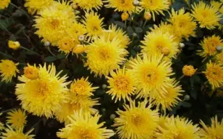 Сонячний Промінь