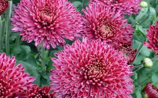 Таємниця Амазонки