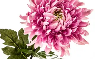 Рожева діадема