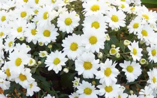 Белая ромашка / Біла ромашка