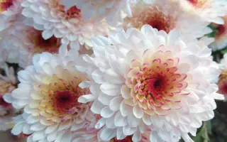 Veselka / Веселка