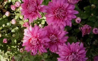 Звездопад / Звєздопад