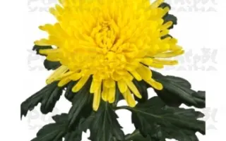 Зарница / Зірниця