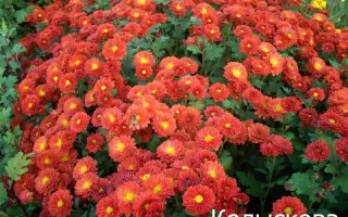Колискова