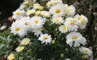 Крижинка