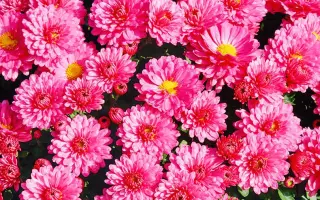 Лелия / Лелія