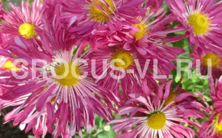 Променистая / Промениста