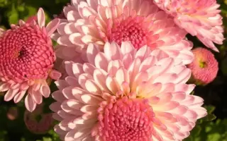 Tsyganochka / Циганочка