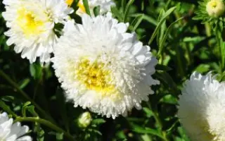 Принцесса Анна белая / Принцеса Анна біла