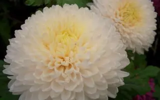 Принцесса Анна желтая / Принцеса Анна жовта