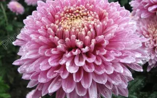 Принцесса Анна розовая / Принцеса Анна рожева