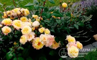 Akvarel Rose Park / Акварель Роуз Парк