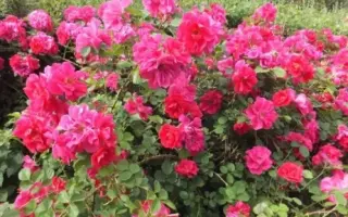 Граційний Танок