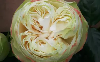 Келих аромату