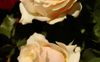 Lexaelat / Лексаелат