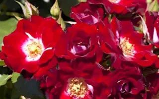 Meikatana / Мейкатана