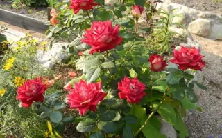 Nirpbredy / Нірпбреді