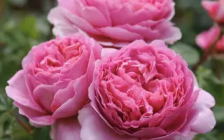 Олександра