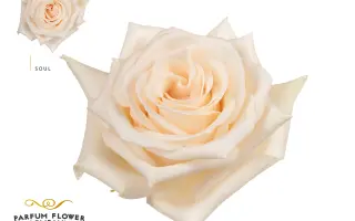 Ruimg 008 / Руймг 008