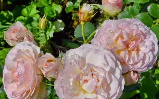 RUIVI 7285 A / РЮІВІ 7285А