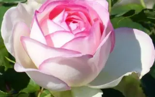 RUIMCR 0004 / РЮІМЦР 0004