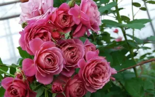 RUICI 0731A / РЮІЦІ 0731А