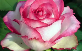 RUICI 2763A / РЮІЦІ 2763А