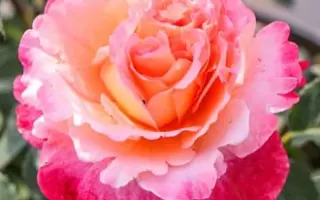 RUICO 2032A / РЮІЦО 2032А