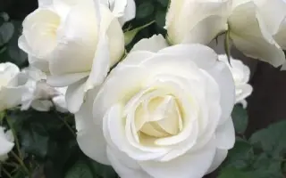 SCH 12711 / СКХ 12711