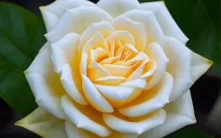 SCH 14206 / СКХ 14206