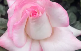 SCH 78961 / СКХ 78961