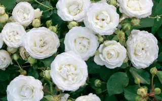 SCH 83577 / СКХ 83577