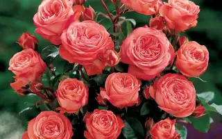 SCH01626SCH01626 / СКХ01626