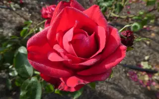 Spedophia / Спедофія