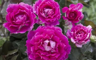 Scherendee / Схєрендє