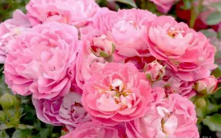 Schrenat / Схренат