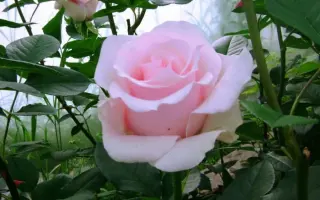 Tanotika / Танотіка