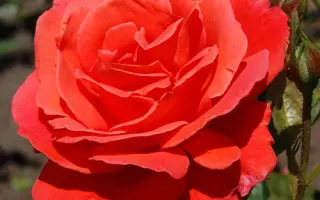 Анжелика / Анжеліка