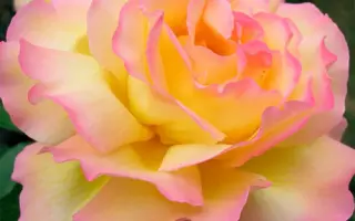 Глорiя Дей / Глорія Дей