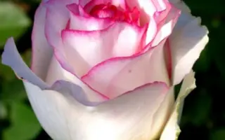 Дольче Вита / Дольче Віта